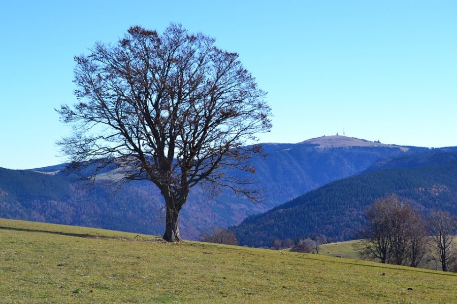 black-forest-1017548_960_720